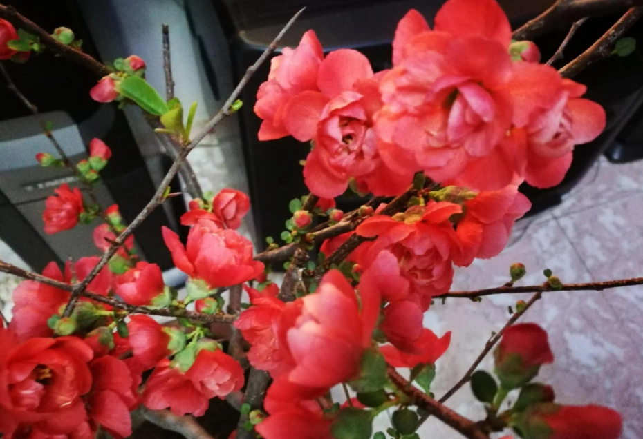 海棠花喜光吗