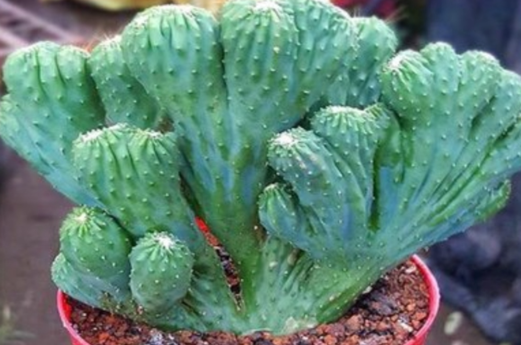 麒麟花喜光吗