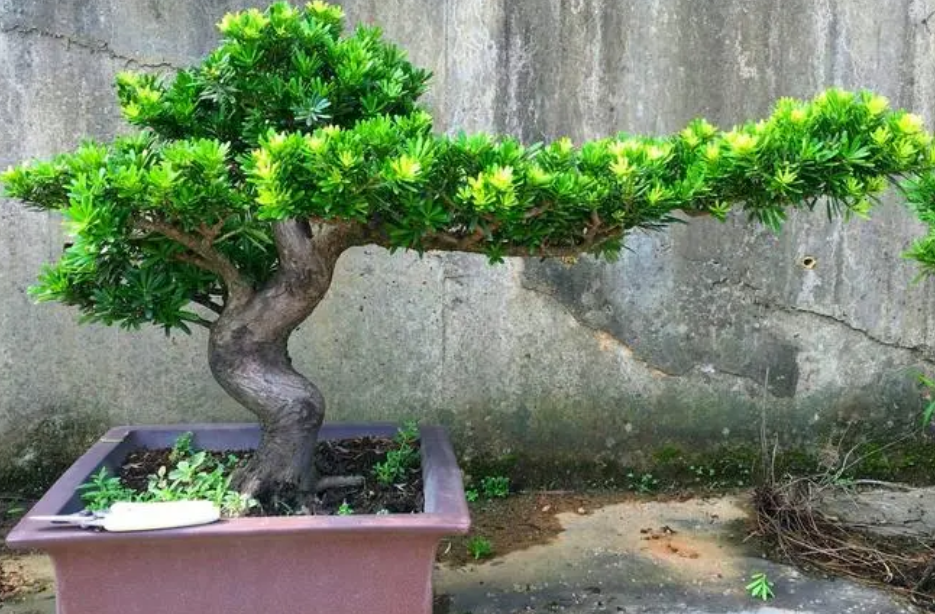 罗汉松喜光吗