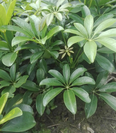 鸭脚木喜水吗