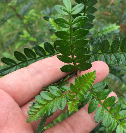 清香木喜光吗