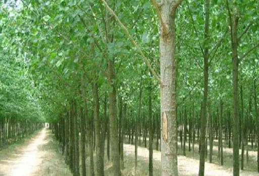 河南适合种什么树