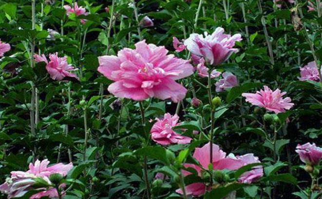 木槿花期养护方法