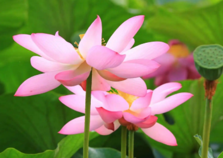 上海适合种什么花