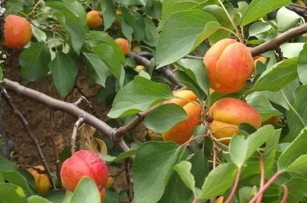 杏树耐旱吗