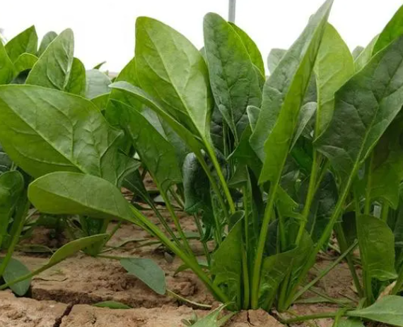 开春后适合种什么菜