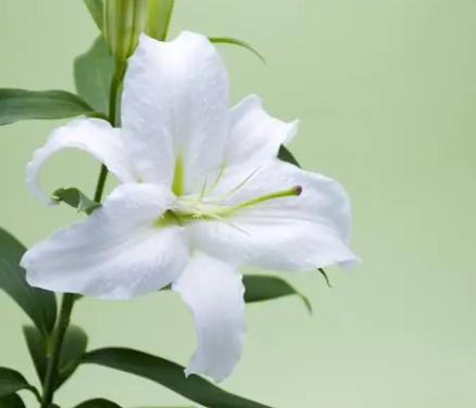百合花移盆后要浇水吗