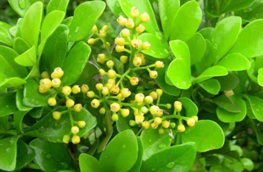 米兰花可以浇啤酒吗