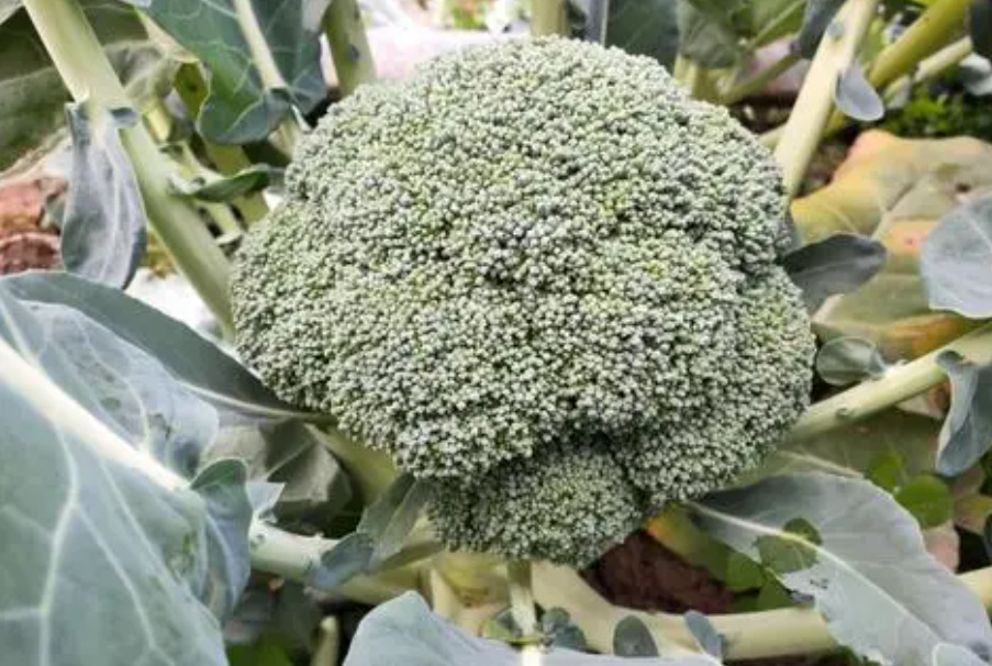 寒假适合种什么菜