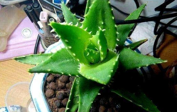 芦荟可以浇啤酒吗