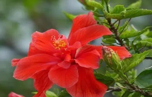 扶桑花可以浇啤酒吗
