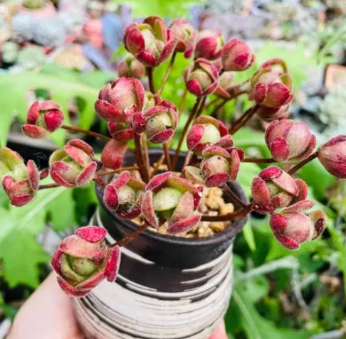橄榄球玫瑰配土方法与种植土壤