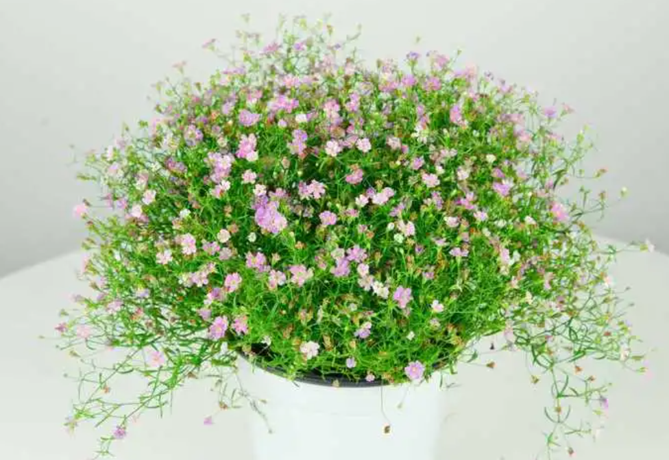 满天星开完花怎么办