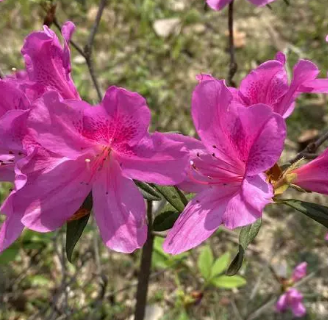 杜鹃花浇水时间和正确方法