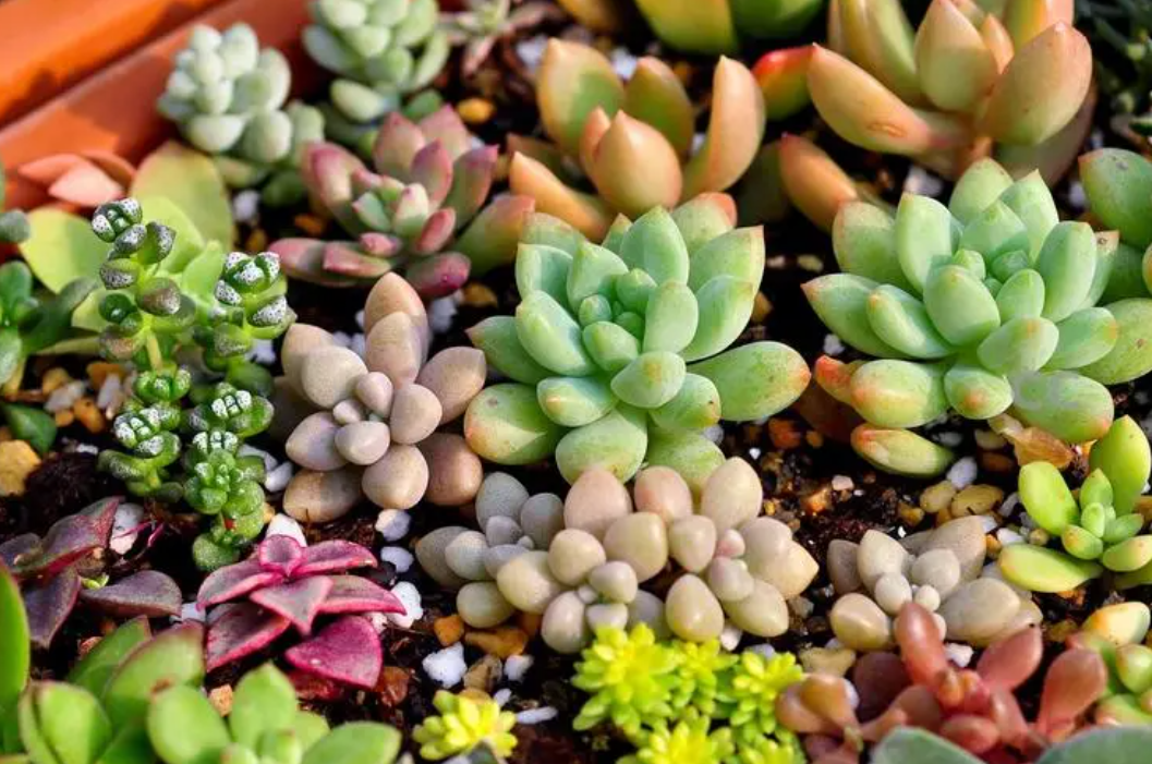 壁挂花盆适合种什么花