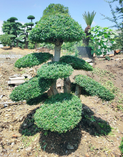对节白蜡浇水时间和正确方法