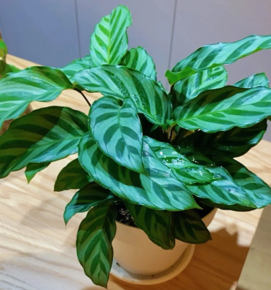 孔雀竹芋浇水时间和正确方法