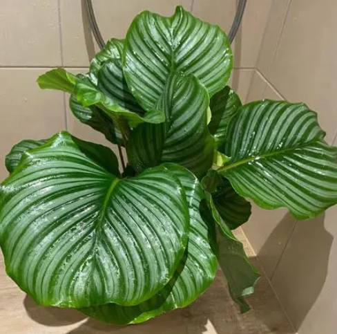 竹芋浇水时间和正确方法