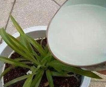 乳酸菌能浇花吗