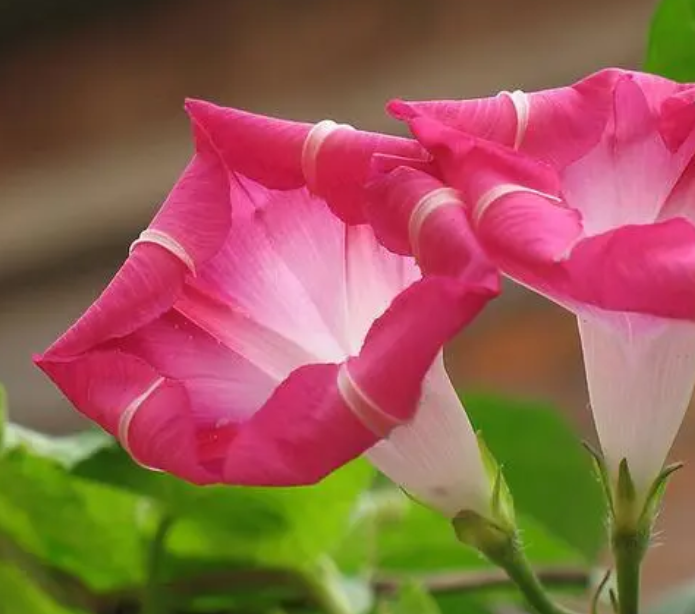 牵牛花浇水时间和正确方法