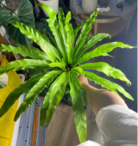 鸟巢蕨浇水时间和正确方法
