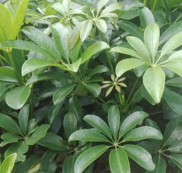 鸭脚木浇水时间和正确方法