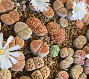 生石花浇水时间和正确方法
