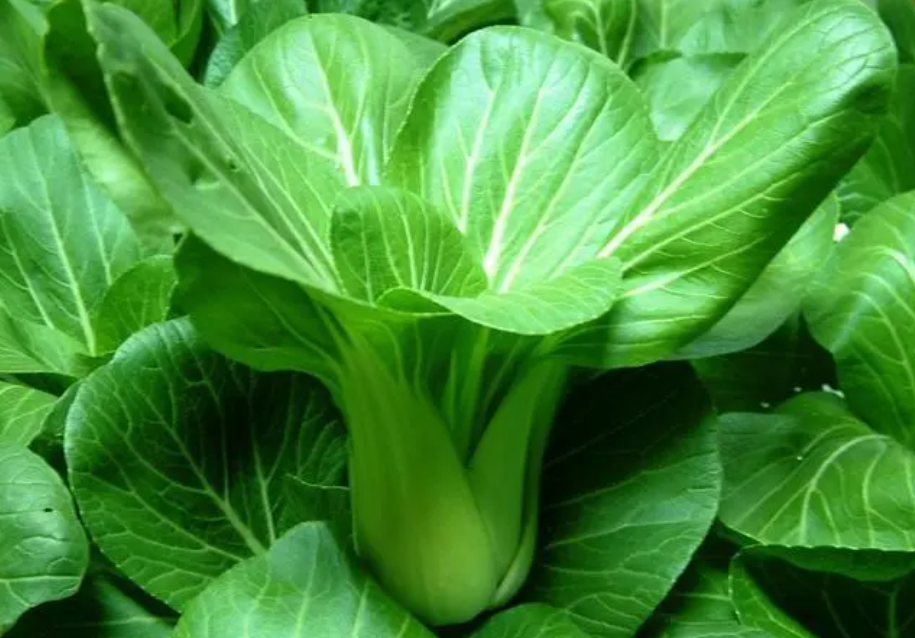 年后适合种什么菜
