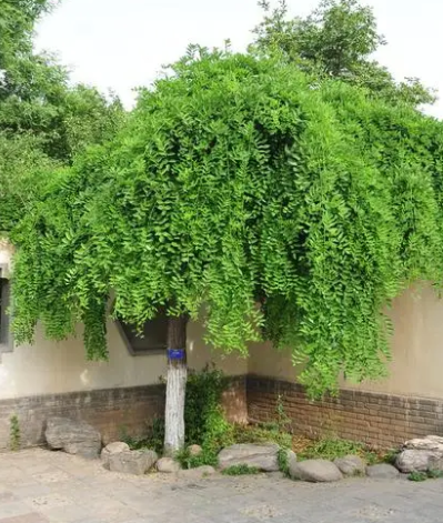 龙爪能浇硫酸亚铁吗