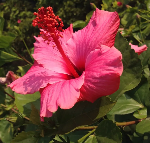 扶桑花能浇硫酸亚铁吗