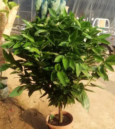 平安树可以用茶水浇吗