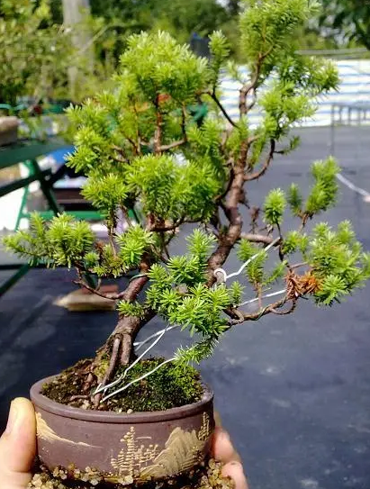 云松可以浇白糖水吗