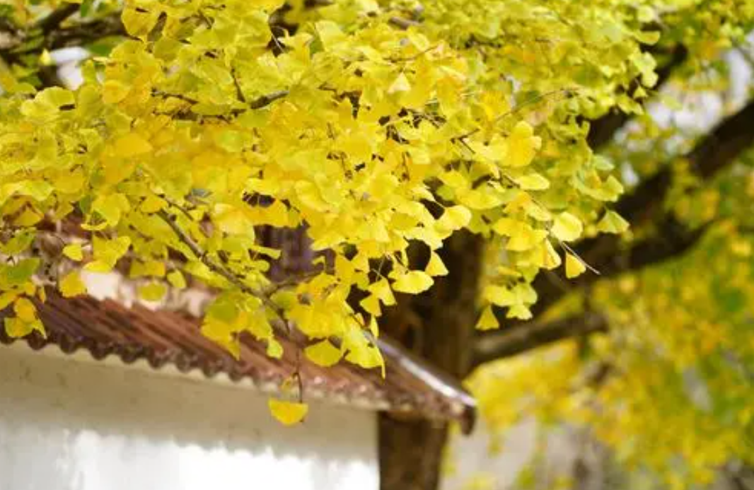 院子里适合种什么树