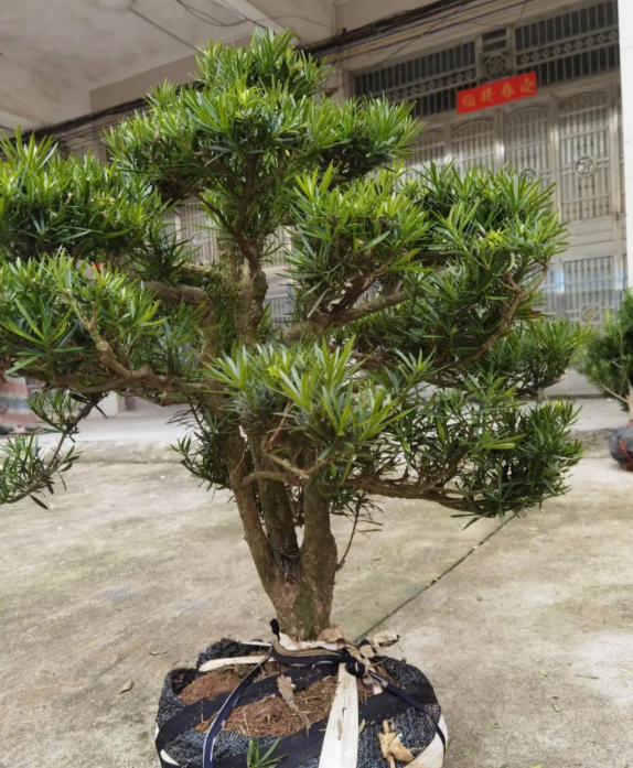 阿司匹林可以浇罗汉松吗