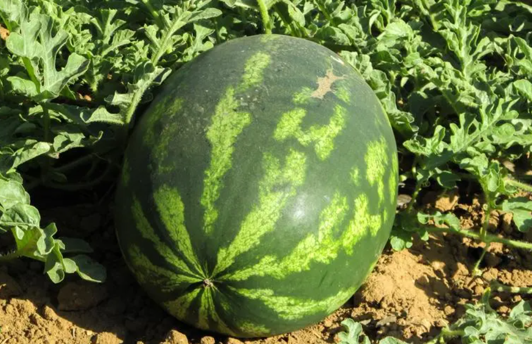 夏天适合种什么菜