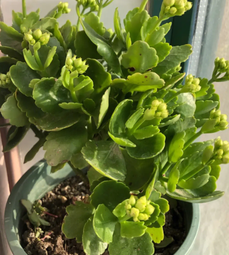 复合肥可以浇长寿花吗