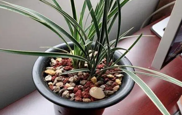 雪碧可以浇兰花吗