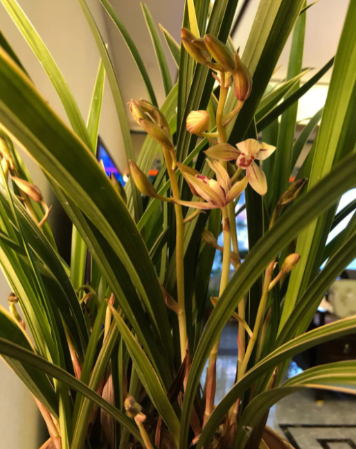 水果发酵水可以浇兰花吗