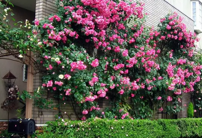 藤本月季配土方法与种植土壤