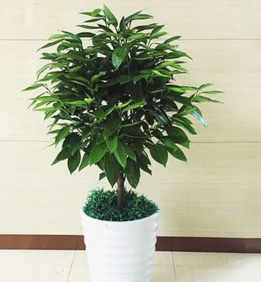 多菌灵可以浇平安树吗