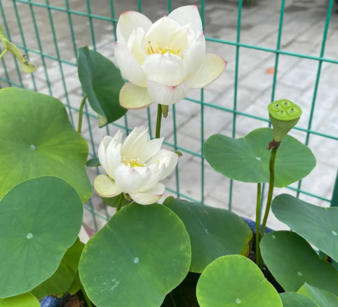 多菌灵可以浇碗莲吗