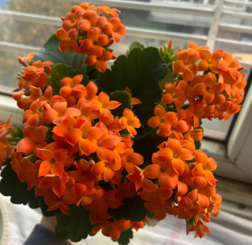黄豆水可以浇长寿花吗