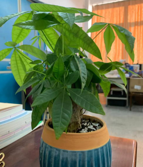 尿液可以浇发财树吗