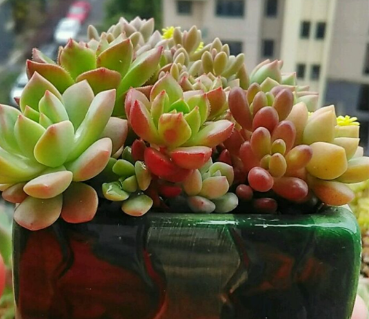草木灰可以浇多肉吗