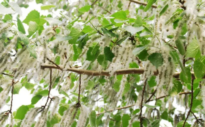 陕西适合种什么树