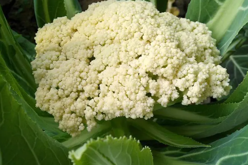 正月适合种什么菜