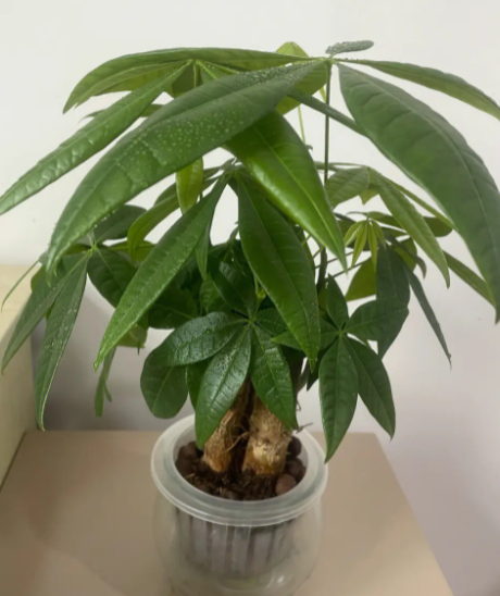 酵素可以浇发财树吗