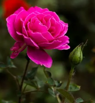 尿液可以浇月季花吗