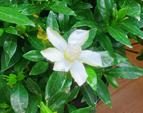 酸奶能浇栀子花吗