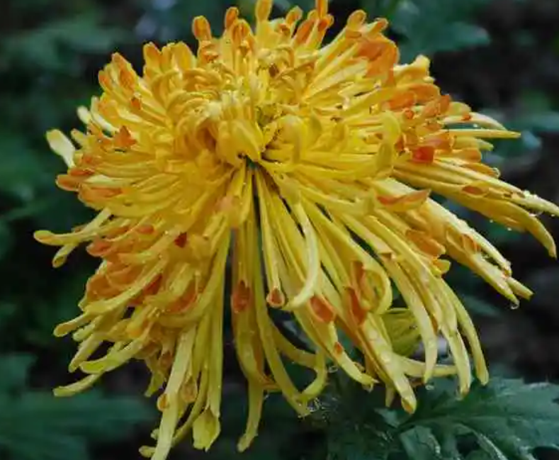 茶叶水可以浇菊花吗